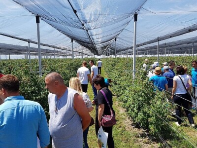 Syngenta Dani polja 2018