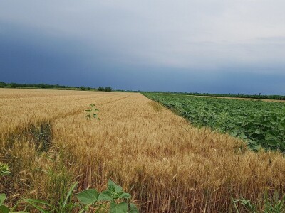 Syngenta Dani polja 2018