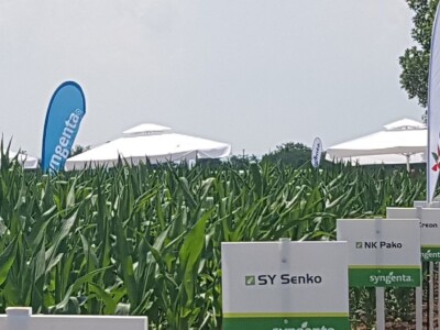 Syngenta Dani polja 2018