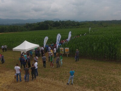 Syngenta Dani polja 2018