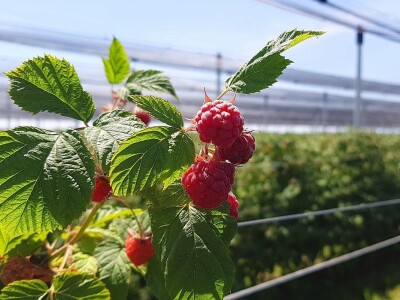 Syngenta Dani polja 2018