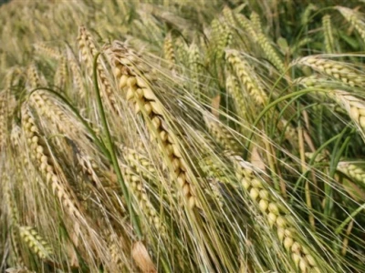 Syngenta Centralni dani polja 2014.