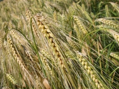 Syngenta Centralni dani polja 2014.