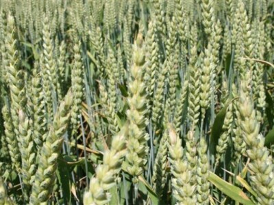 Syngenta Centralni dani polja 2014.