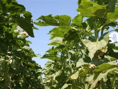 Syngenta Centralni dani polja 2014.