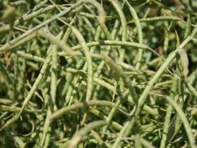 Syngenta Centralni dani polja 2014.