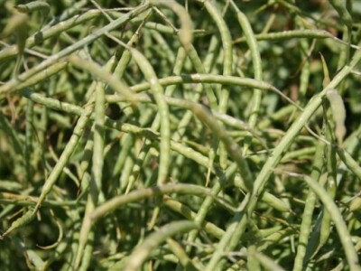 Syngenta Centralni dani polja 2014.