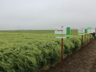 HyVido mikropokus na Poljoprivrednom institutu u Osijeku