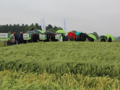 Syngenta HyVido zaradionica!