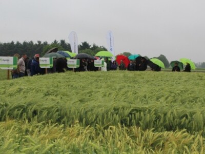 Syngenta HyVido zaradionica!