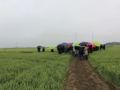 Syngenta HyVido zaradionica!