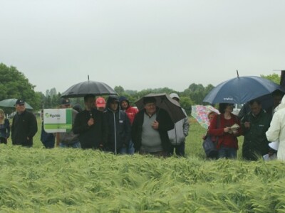 Syngenta HyVido zaradionica!