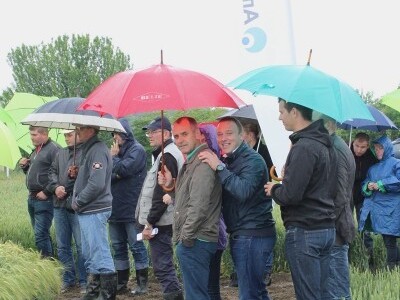 Syngenta HyVido zaradionica!