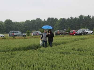 Syngenta HyVido zaradionica!