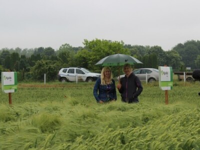 Syngenta HyVido zaradionica!