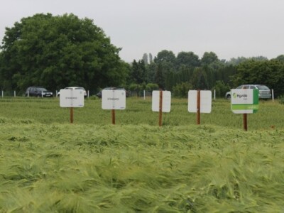 Syngenta HyVido zaradionica!