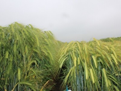 Vidljiva velika razlika između porasta HyVido hibridnog ječma (lijevo) i Standarda (desno)