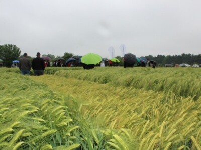 Lijevo i desno - HyVido, a u sredini Standard