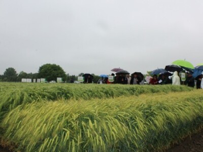 Syngenta HyVido zaradionica!