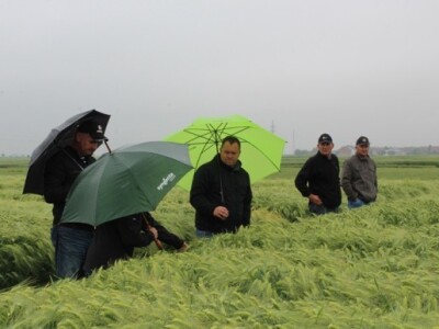 Syngenta HyVido zaradionica!