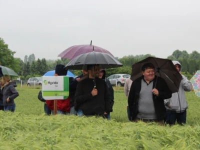Syngenta HyVido zaradionica!