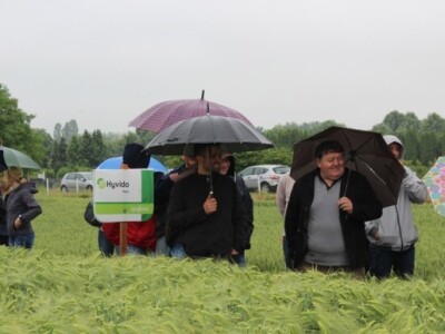 Syngenta HyVido zaradionica!