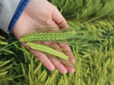 HyVido ječam (gore), Standard (dolje)