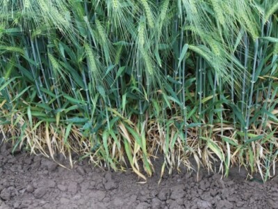 HyVido gušće busa!