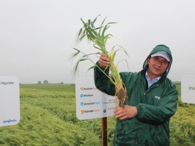 Snažan korijen HyVido ječma