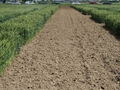 Održana prva radionica u polju - Syngenta