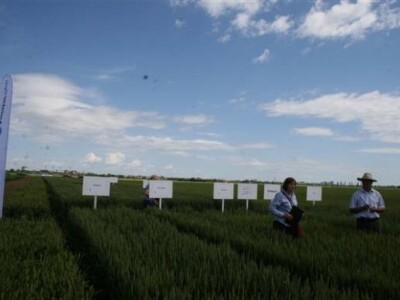 Održana prva radionica u polju - Syngenta