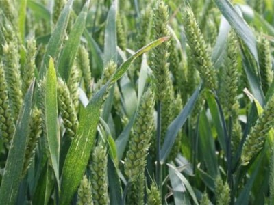 Održana prva radionica u polju - Syngenta