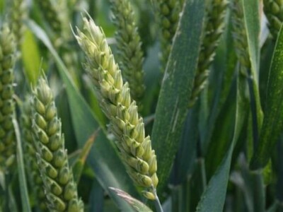 Održana prva radionica u polju - Syngenta