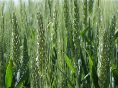 Održana prva radionica u polju - Syngenta