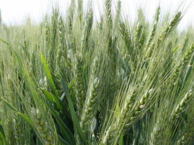 Održana prva radionica u polju - Syngenta