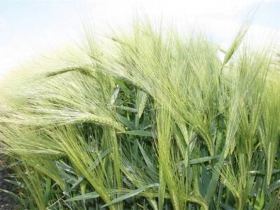 Održana prva radionica u polju - Syngenta