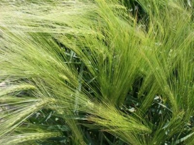 Održana prva radionica u polju - Syngenta