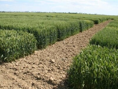 Održana prva radionica u polju - Syngenta