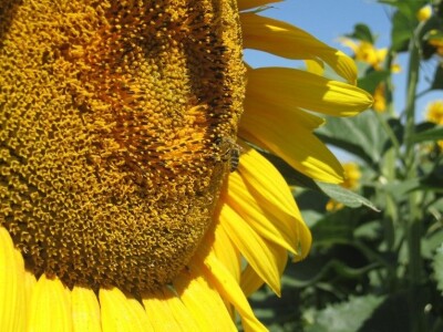 Syngenta: Kako prepoznati original pakovanje seme suncokreta Syngenta: Kako prepoznati original pakovanje seme suncokreta