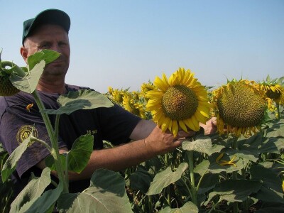Syngenta: Kako prepoznati original pakovanje seme suncokreta Syngenta: Kako prepoznati original pakovanje seme suncokreta