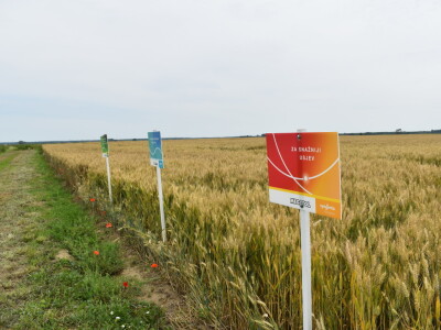 Syngenta lokalni dan polja u Krndiji
