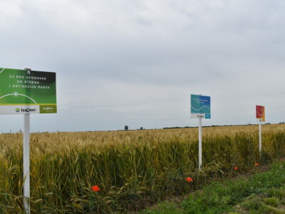 Syngenta lokalni dan polja u Krndiji