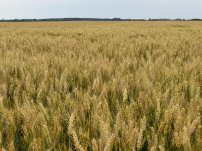 Syngenta lokalni dan polja u Krndiji