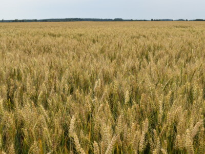 Syngenta lokalni dan polja u Krndiji