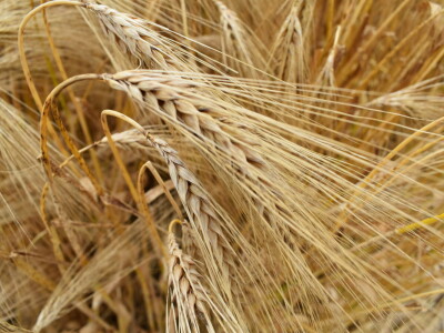 Syngenta lokalni dan polja u Krndiji