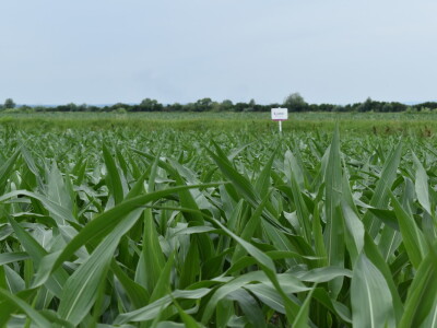 Syngenta lokalni dan polja u Krndiji