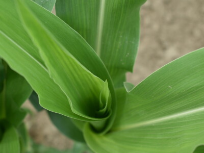 Syngenta lokalni dan polja u Krndiji