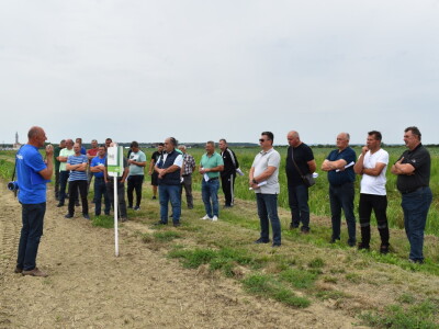 Syngenta lokalni dan polja u Krndiji