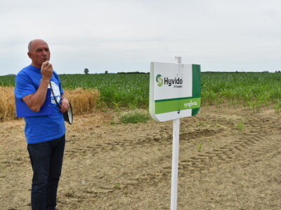 Syngenta lokalni dan polja u Krndiji