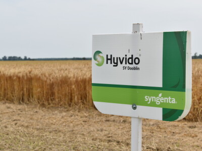 Syngenta lokalni dan polja u Krndiji
